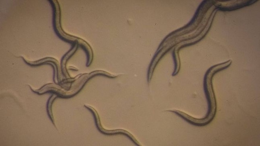 Comment des nématodes ont survécu 46 000 ans