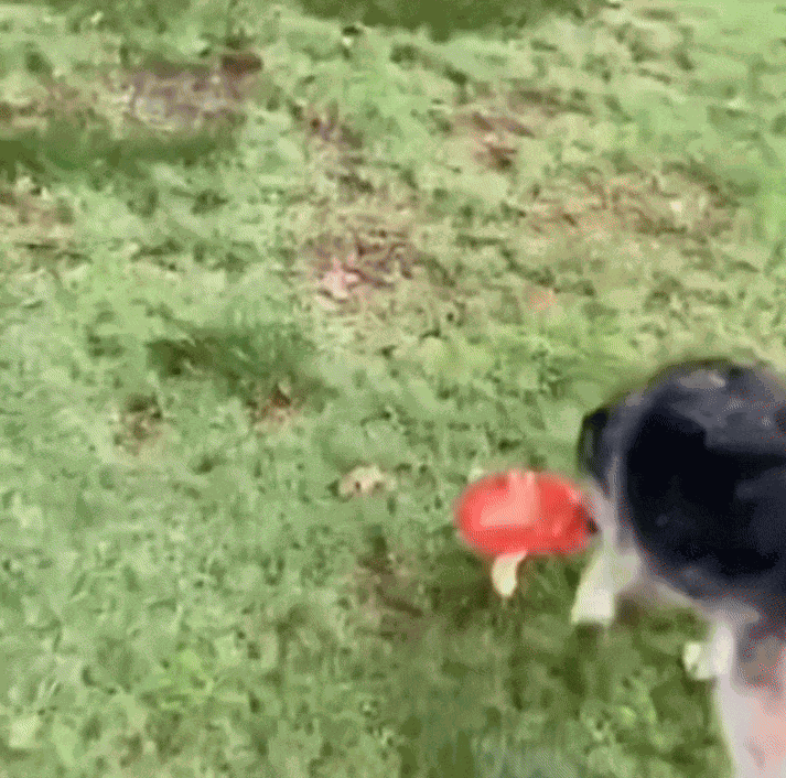 GIF animé