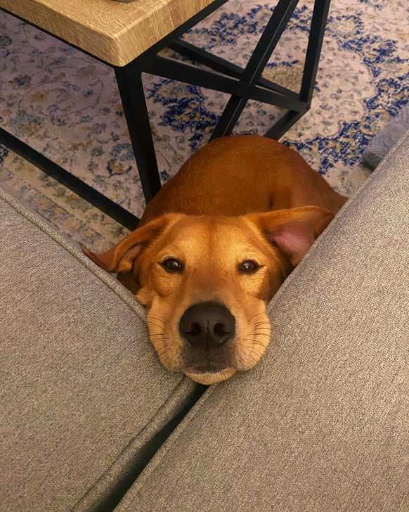 cute news tier hund

https://imgur.com/little-bit-of-squish-to-brighten-day-8ELZAiP