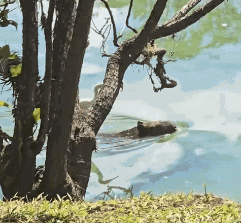 GIF animé