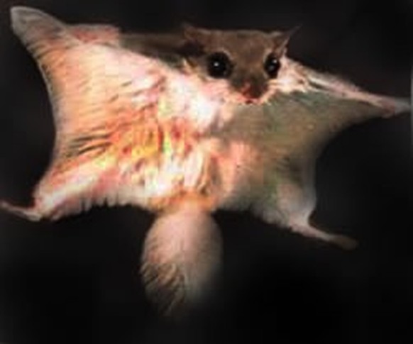 cute news tier flughörnchen gleithörnchen