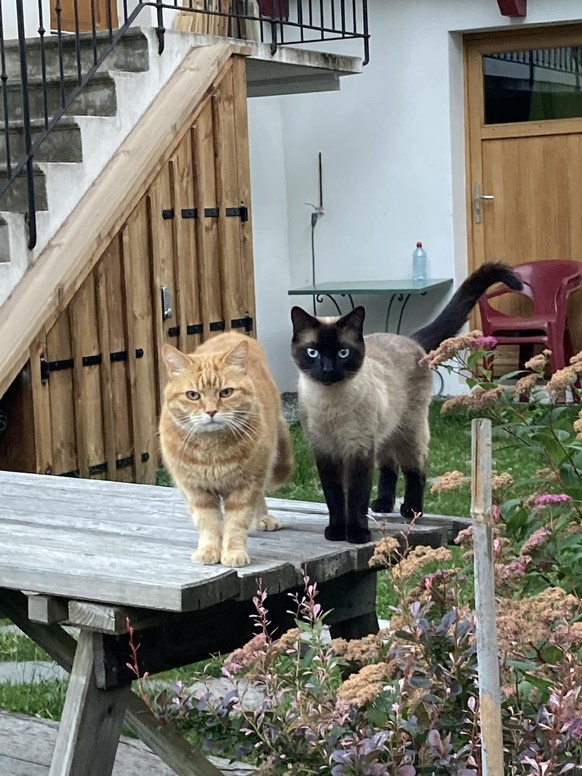 lindos mensajes animales gatos https://imgur.com/t/aww/27AtSMl