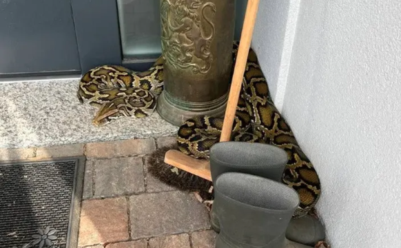 Un python retrouvé sur un paillasson ce matin au Tessin