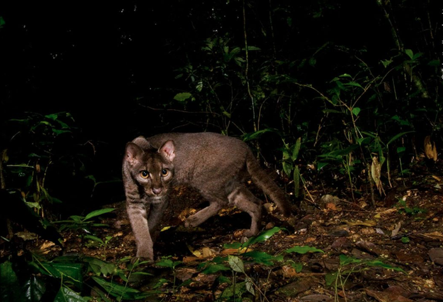 Wildlife Photographer of the Year People’s Choice Award, Afrikanische Goldkatze