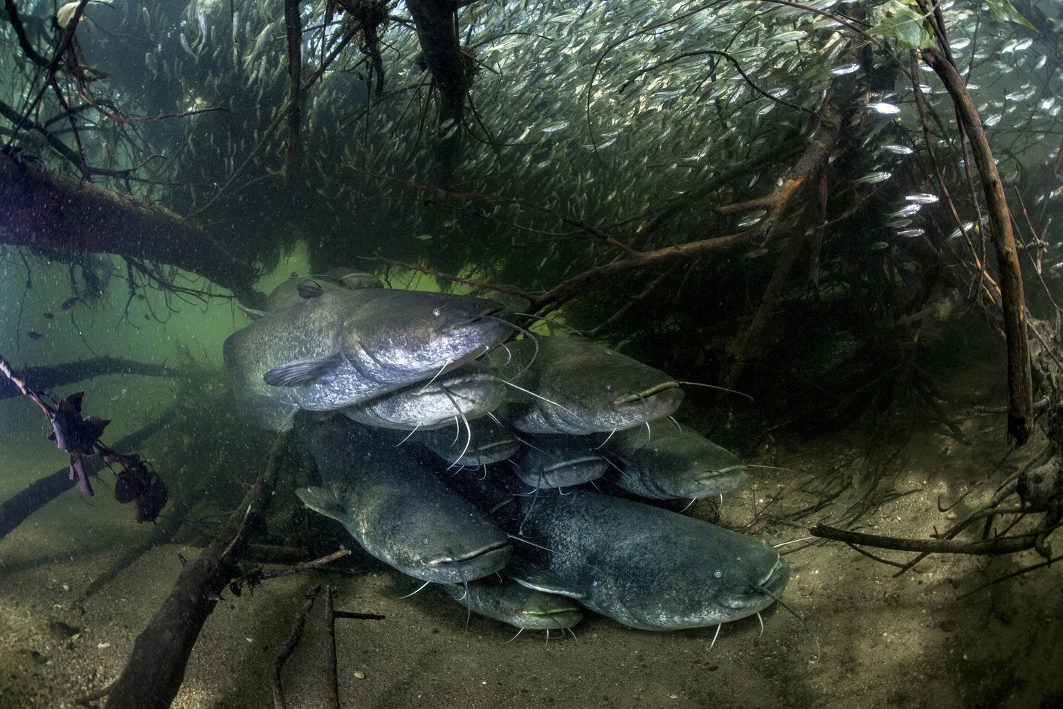 Wels catfish Silurus glanis, nine on riverbed, shoal of fish in background. River Loire, France. October. PUBLICATIONxINxGERxSUIxAUTxONLY 1610952 StephanexGranzotto