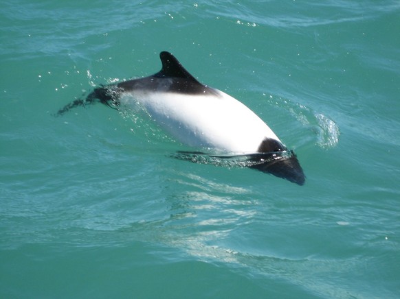 cute news tier commerson-delfin
