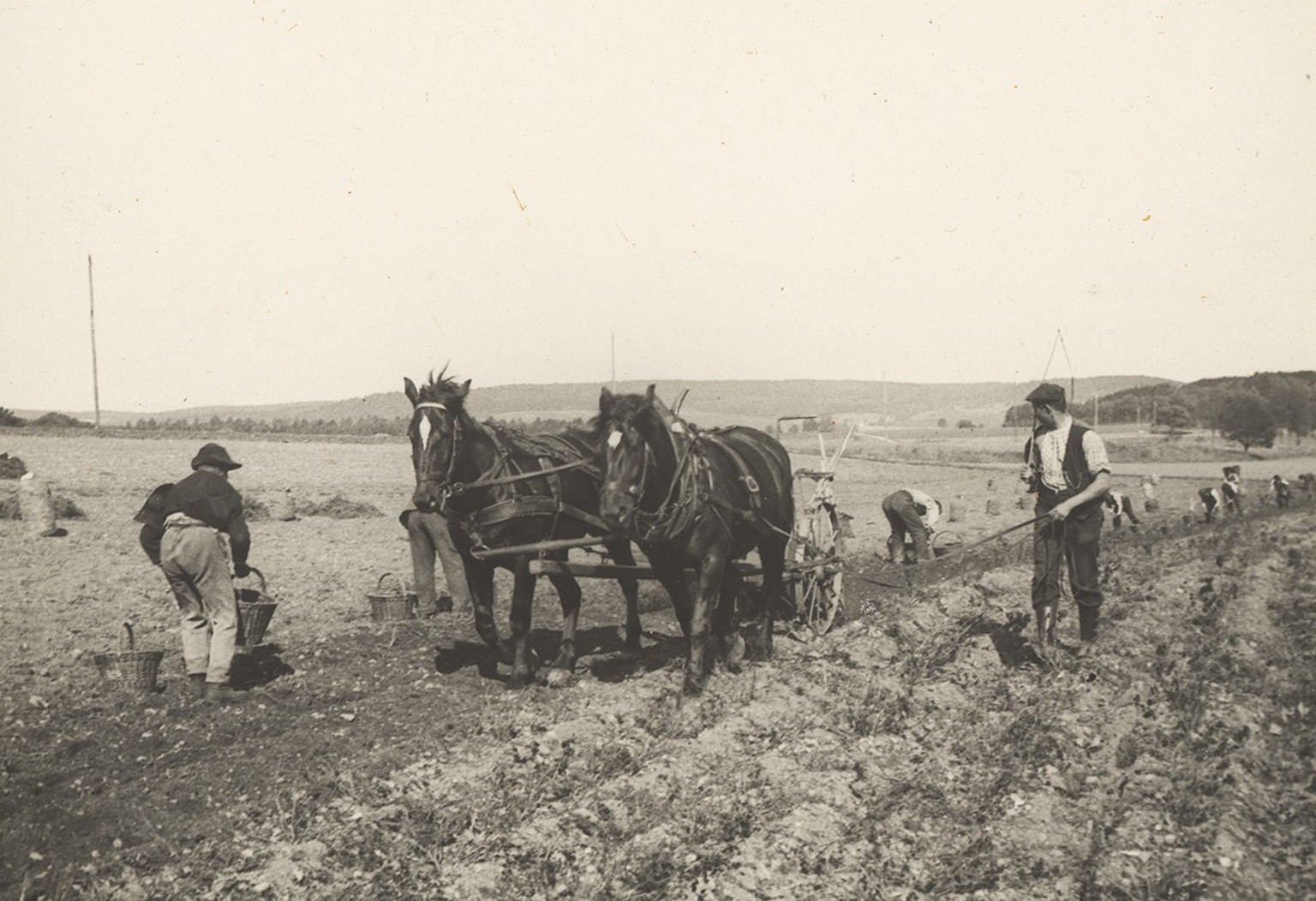Récolte de pommes de terre à Rheinau, vers 1910.
https://permalink.nationalmuseum.ch/100172044