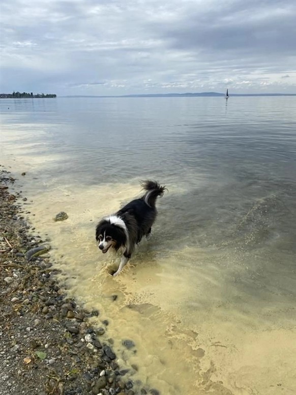 On trouve également beaucoup de pollen sur les rives du lac de Constance.