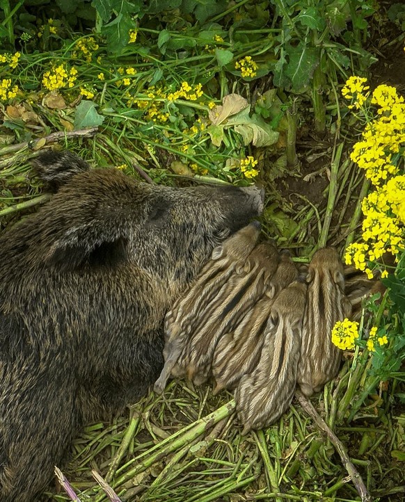 cute news tier wildschwein

https://www.instagram.com/p/DYhao77jOR_/?img_index=4