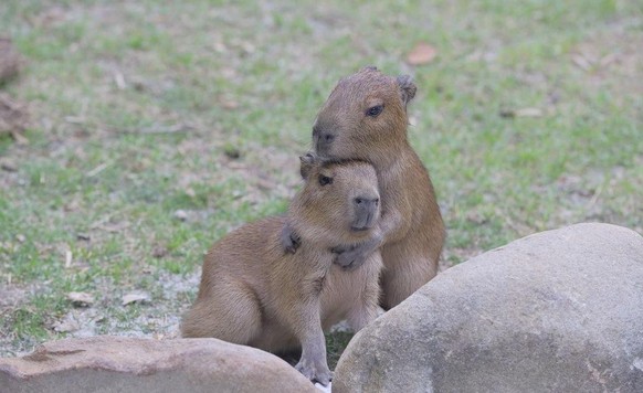 cute new tier capybara

https://www.reddit.com/r/capybara/comments/14vw0wx/good_morning_i_hope_everyone_has_an_amazing_monday/