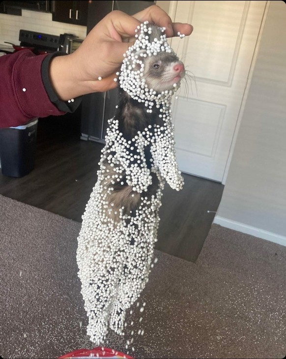 cute news tier 

https://www.reddit.com/r/hmmm/comments/zgcbfx/hmmm/