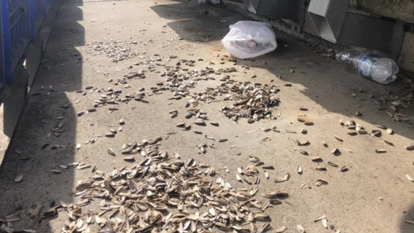 Des cadavres d'écorces jonchent les tribunes après un match du Recreativo Huelva.