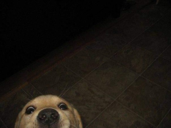 cute news tier hund

https://www.reddit.com/r/aww/comments/1e57xhm/are_you_okay_hooman/