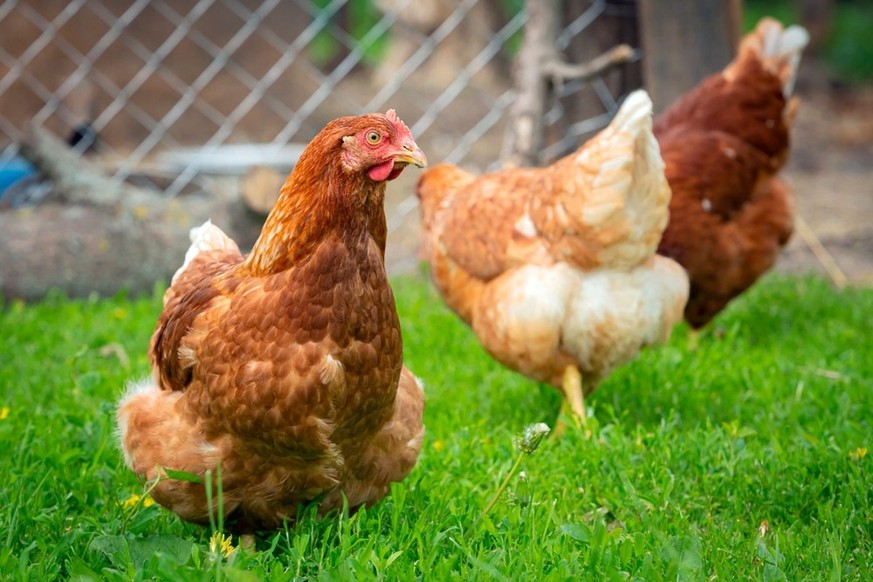 Le canton de Fribourg est champion de Suisse grâce à ses poules.