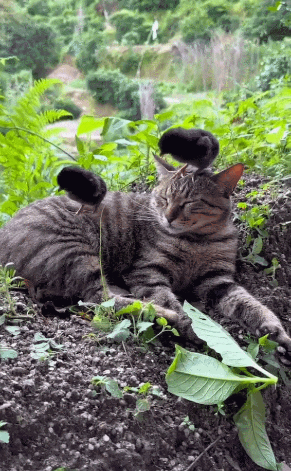 GIF animé