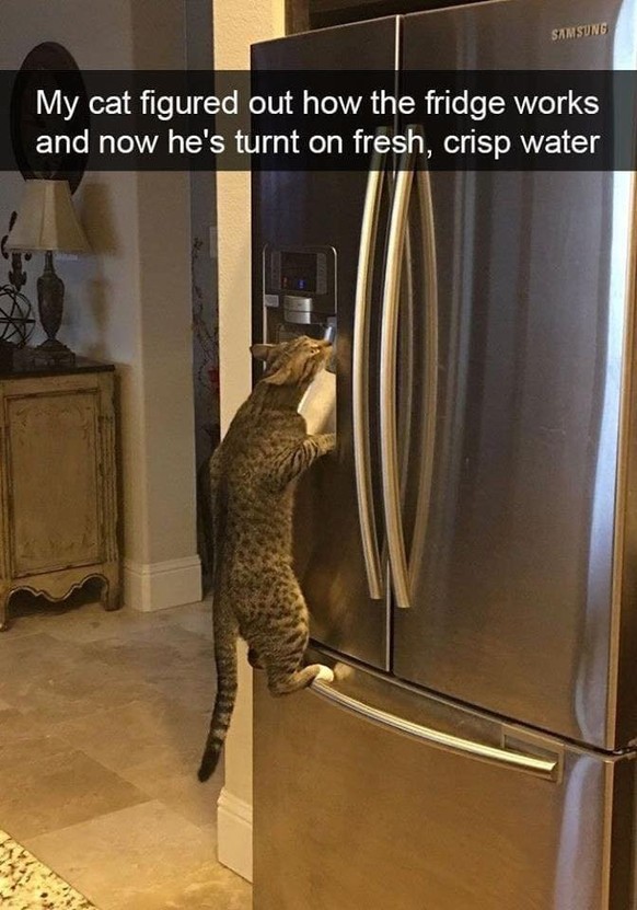 Mon chat a compris comment fonctionne le frigo, et maintenant, il se sert d'eau fraîche.