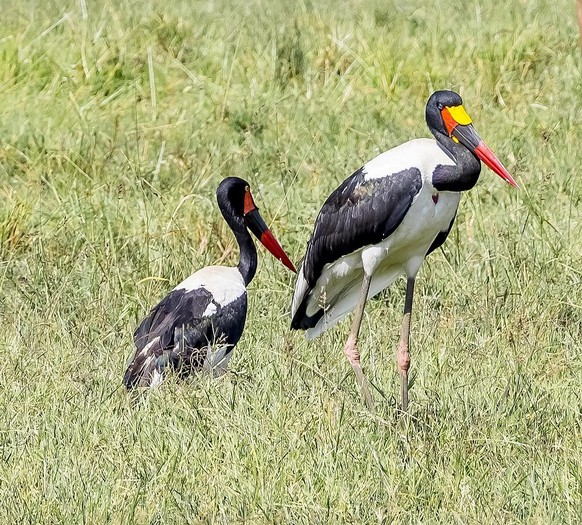 cute news tier sattelstorch vogel