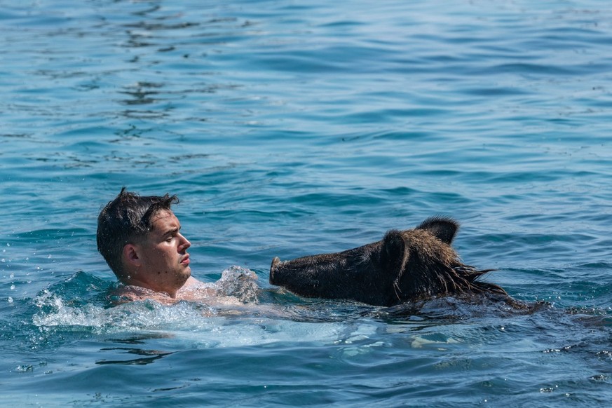 Sur l'île grecque d'Atokos, les touristes nagent avec de petits cochons noirs. Virale sur les réseaux sociaux, l'attraction attire des milliers de visiteurs.