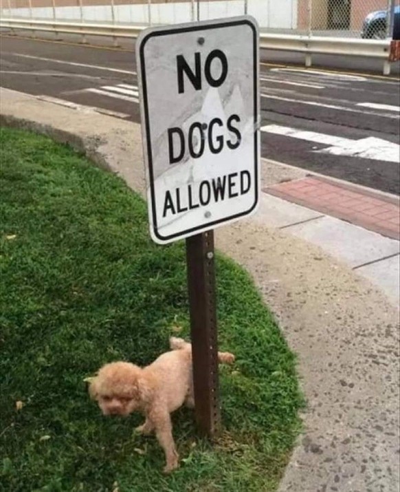 Faildienstag: Hund pieselt an Schild, wo drauf steht: Hunde verboten