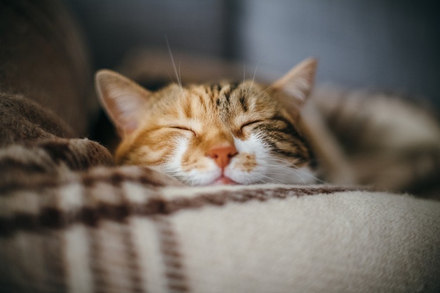 Katze