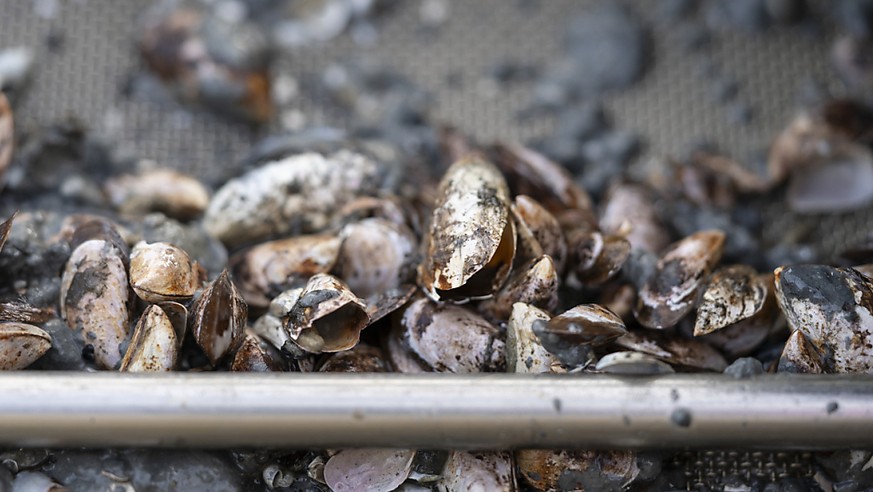 Originaire de la Mer noire, la moule quagga a envahi d