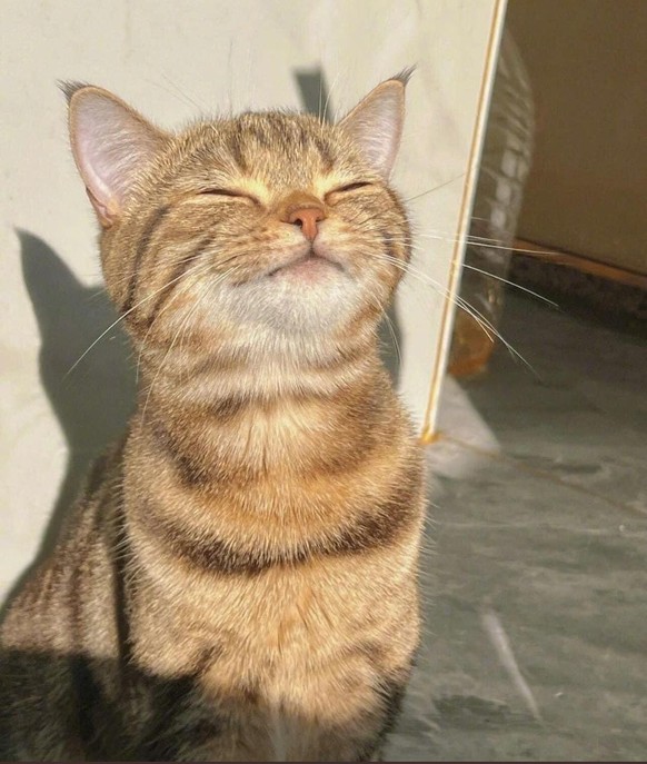 cute news tier katze

https://www.reddit.com/r/cats/comments/10qqhiy/enjoying_the_winter_sun/