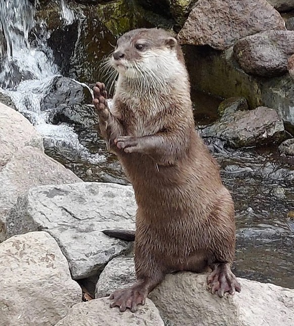 cute news tier otter

https://www.reddit.com/r/Otters/comments/124rj7x/an_expert_in_the_martial_arts/