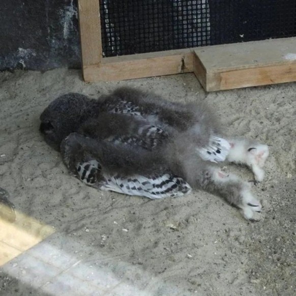 cute news tier eulen

https://www.reddit.com/r/NatureIsFuckingCute/comments/1cbaygz/god_so_fuckin_cute_owls/