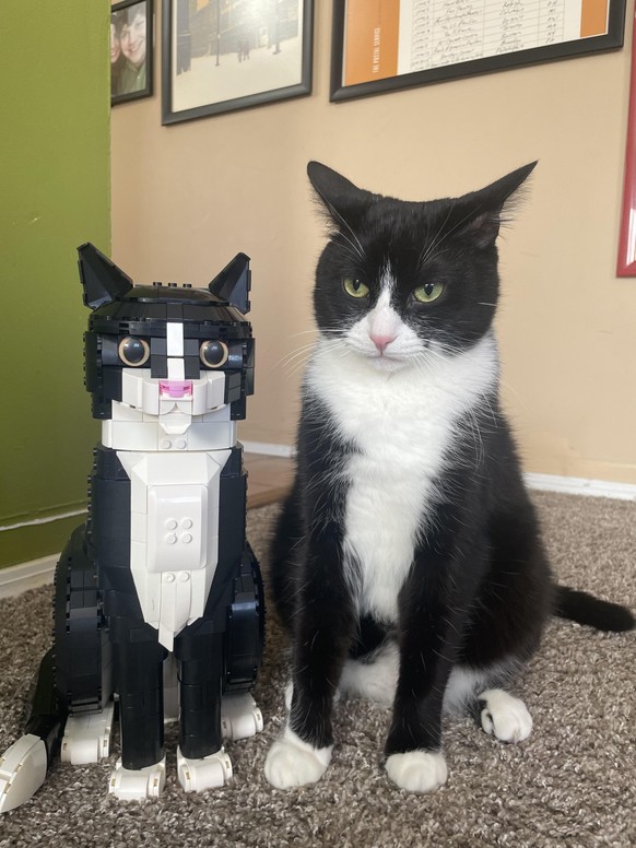 cute news tier katze

https://www.reddit.com/r/cats/comments/1isicdf/catson_is_unamused/