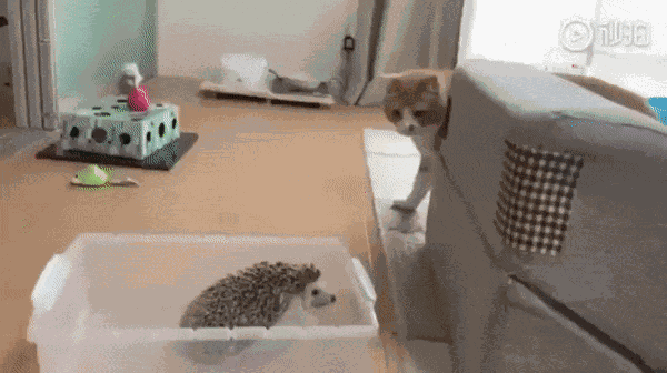 GIF animé