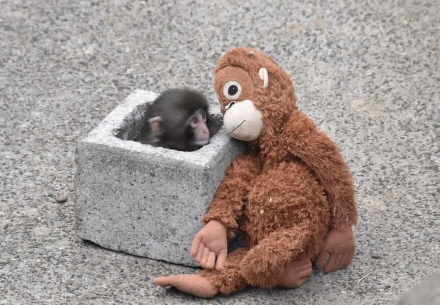 Punch, un macaque de sept mois abandonné par sa mère à la naissance, fait la une de la presse internationale et inonde les réseaux sociaux suite à son arrivée au zoo d’Ichikawa (Japon), dans les bras  ...