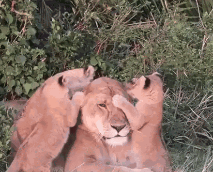 GIF animé