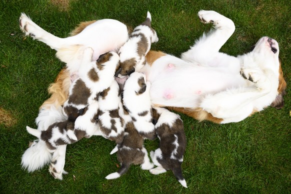 Seven one month old puppies Sant-Bernard feed from their mother "Edene" at the Barry Foundation's kennel, in Martigny, Tuesday, August 30, 2022. The Saint Bernard dog "Edene du Gra ...