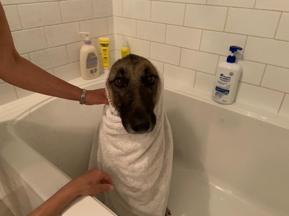 cute news tier hund

https://www.reddit.com/r/aww/comments/1f2girw/she_got_skunked/