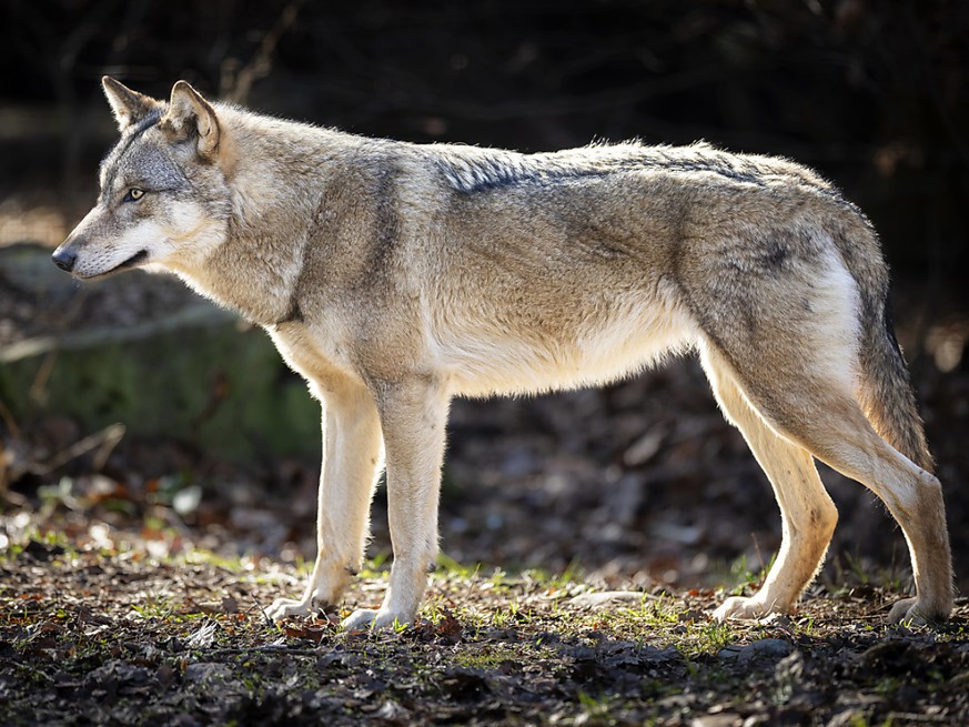 L&#039;Etat de Neuchâtel prévoit d&#039;approfondir ses connaissances sur le loup dès ce printemps dans le cadre d&#039;un projet commun mené par les cantons du Jura et de Vaud en collaboration avec l ...