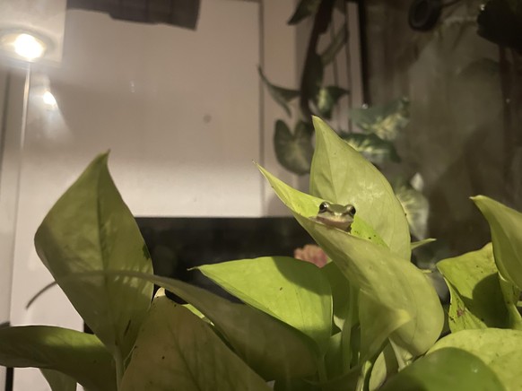 cute news tier frosch

https://www.reddit.com/r/frogs/comments/12z51nb/hiram_finally_settling_into_his_new_home/