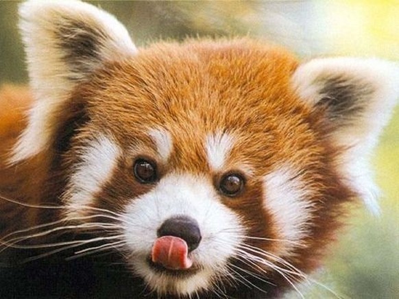 cute news tier roter panda

https://ch.pinterest.com/pin/407857309974628880/
