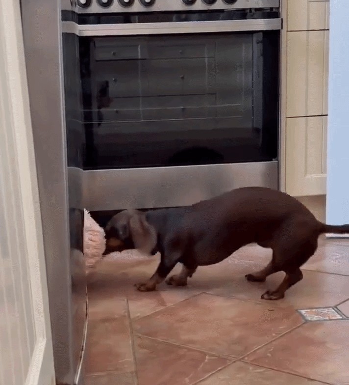 GIF animé