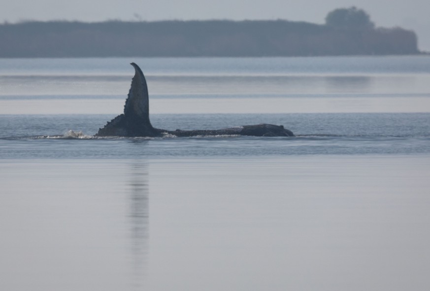 dpatopbilder - 17.04.2026, Mecklenburg-Vorpommern, Kirchdorf (poel): Der Buckelwal vor der Insel Poel schlägt am Morgen mit seiner Schwanzflosse. Für den bei Wismar gestrandeten Buckelwal soll der neu ...