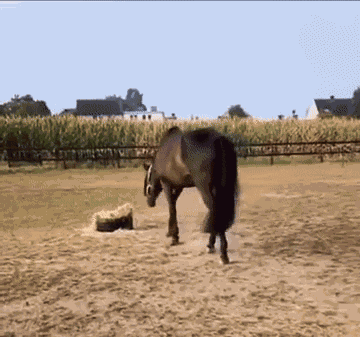 GIF animé