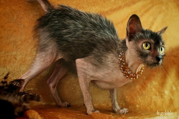 <strong>Lykoï qui veut dire loup en grec. Moi je trouve qu'on dirait un hérisson avec des longues pattes.</strong>