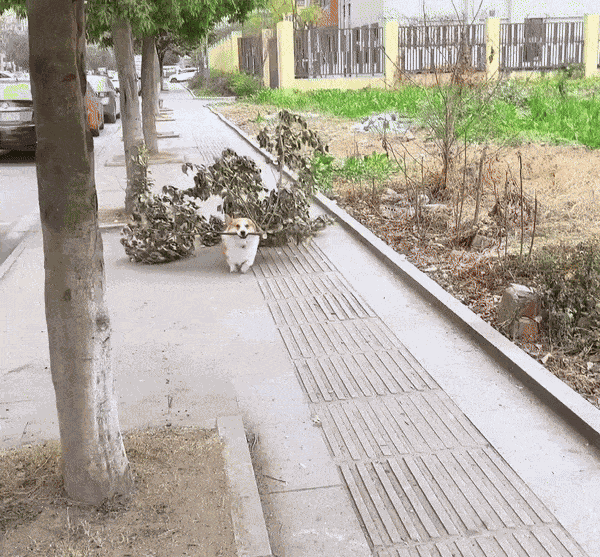 GIF animé