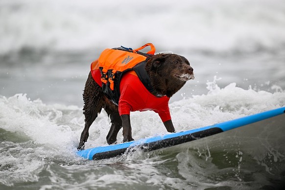 LES CHAMPIONNATS DU MONDE DE SURF CANIN en Californie