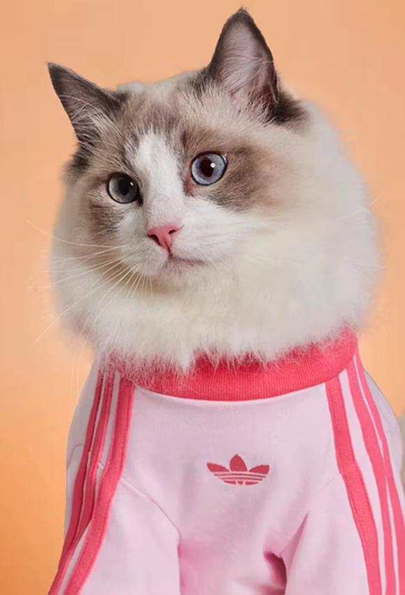 Adidas sort une collection pour chiens et chats.