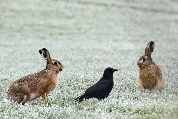 A crow sits between two hare on an icy field on a cold winter Monday, Jan. 20, 2025 in Gelsenkirchen, Germany. (AP Photo/Martin Meissner)