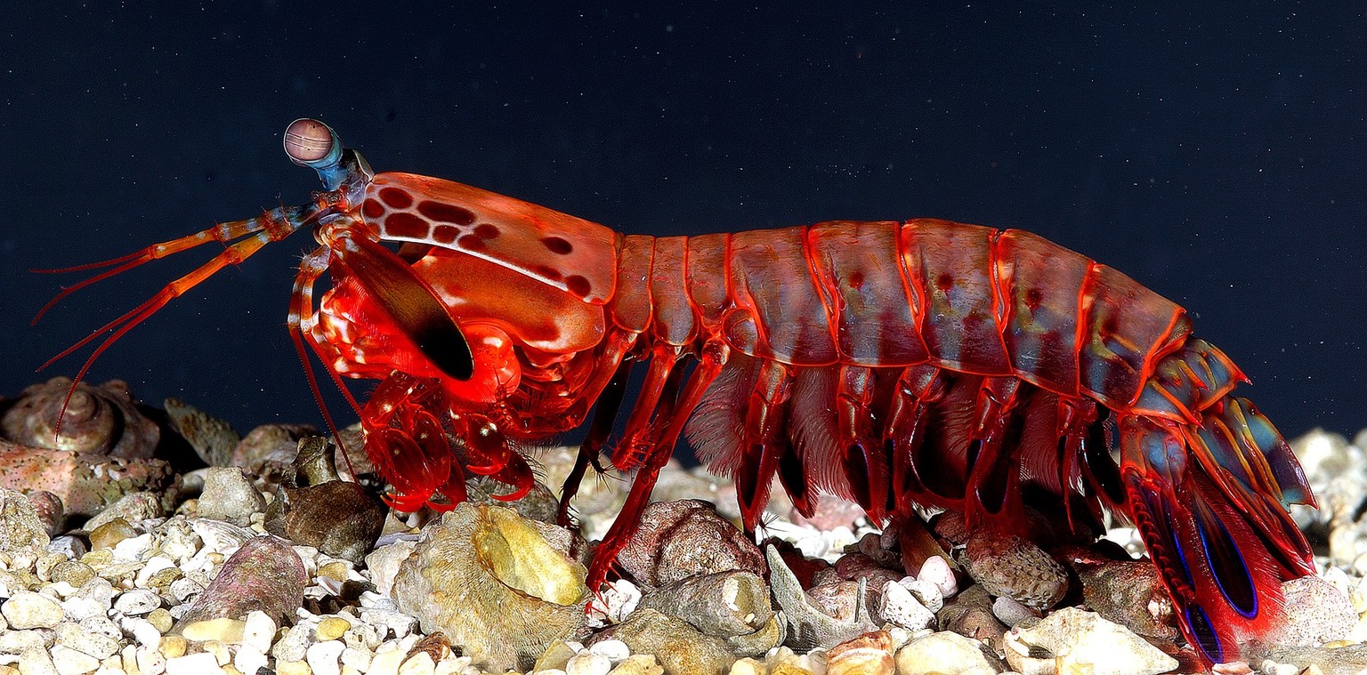 La crevette-mante, appelée aussi mante de mer ou squille