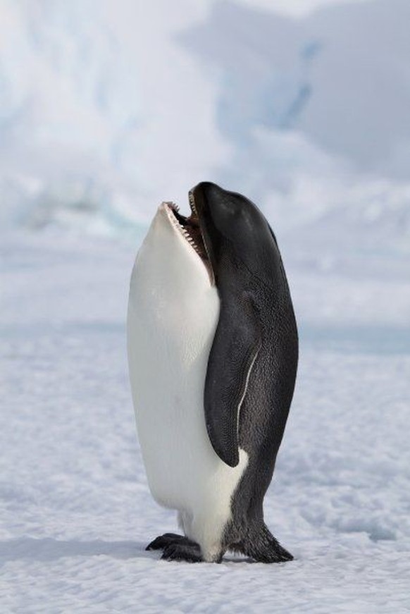 cute news photoshop

https://ch.pinterest.com/pin/1121888957171362037/i