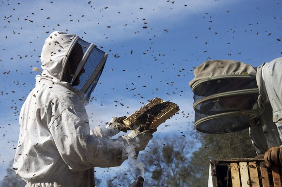 Il y a plus d&#039;abeilles en Suisse, mais les apiculteurs disparaissent (image d&#039;archives).