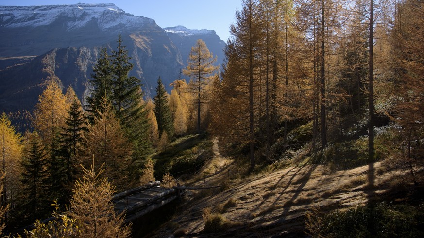 A hiking trail leads through larches, pictured on Foppa in the surrounding area of the planned new national park &amp;quot;Parc Adula&amp;quot; in the Val Malvaglia in Serravalle, Switzerland, on Nove ...