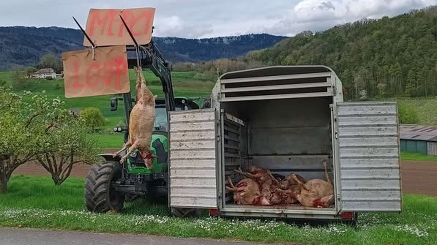 Les dépouilles des moutons tués par le loup ont été exposées au bord de la route.